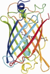 GFP ribbon diagram